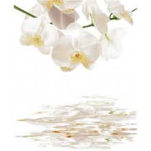 Шторка для ванной фотопринт "Орхидея белая" 180х180 без колец (PL), арт.DX-130